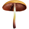 Mushrooms - Natureza - 