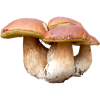 Mushrooms - Natur - 