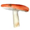 Mushrooms - 自然 - 