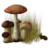 Mushrooms - Narava - 