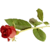 Ruža - Plants - 