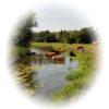 Nature pond cows field - 自然 - 