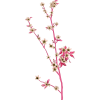 Flowers - Biljke - 