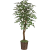 Plant - Rastline - 