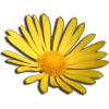 Flower - Rastline - 