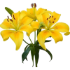Flower - Rastline - 