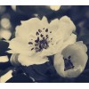 Flower - Moje fotografije - 