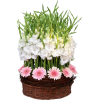 Flowers - Pflanzen - 