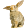 Rabbit - 動物 - 