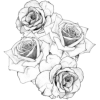 Roses - Ilustracje - 