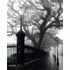 New Orleans night  black & white photo - Uncategorized - 