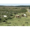 New forest ponies, hampshire, UK - Animais - 