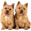 Norwich terrier - 動物 - 