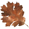 Oak leaf - Uncategorized - 