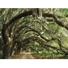 Oak trees in Georgia USA - Natural - 