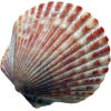 Ocean Shell - Objectos - 