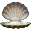 Ocean Shell - Przedmioty - 