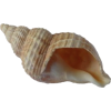 Ocean Shell - Objectos - 