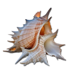 Ocean Shell - Natural - 