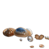 Ocean Shell - 自然 - 