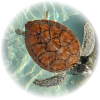 Ocean Turtle - 動物 - 