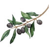 Olive Branch - Ilustrationen - 