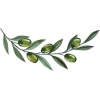 Olive Branch - Rascunhos - 