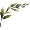 Olive Branch - 插图 - 