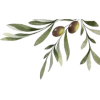 Olive Tree Branch - Ilustracje - 
