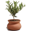 Olive Tree - Plantas - 