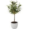 Olive Tree - 植物 - 