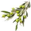 Olive branch - Food - 