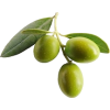 Olives - Uncategorized - 