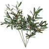 Olive stem - Растения - 