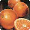 Orange Fruit - イラスト - 