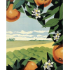 Orange Fruit - Illustrations - 