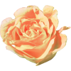 Orange Rose - 植物 - 