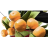 Oranges - Items - 