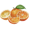 Oranges - Illustrations - 