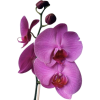 Orchid - Ilustracje - 