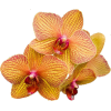 Orchid - Rastline - 