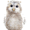 Owl - Uncategorized - 