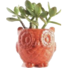 Owl plant - Rastline - 