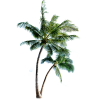 Palm tree - Rastline - 