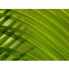 Palm Leaf - Anderes - 