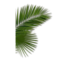 Palm Leaf - 植物 - 