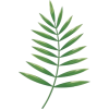 Palm Leaf - Uncategorized - 