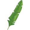 Palm Leaf - Uncategorized - 