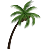 Palm Tree - Illustrations - 