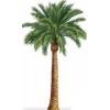 Palm Tree - Illustrations - 